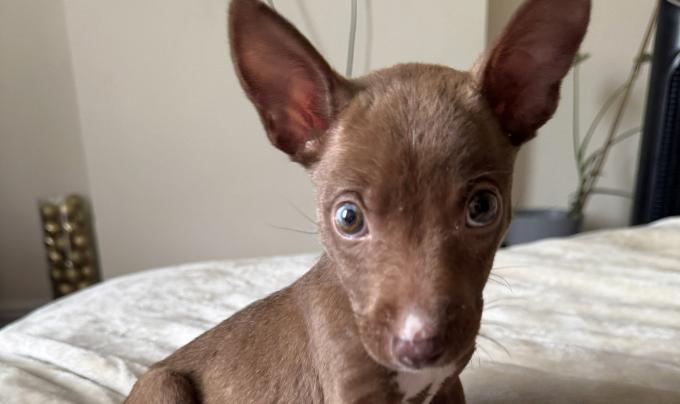Max as a puppy