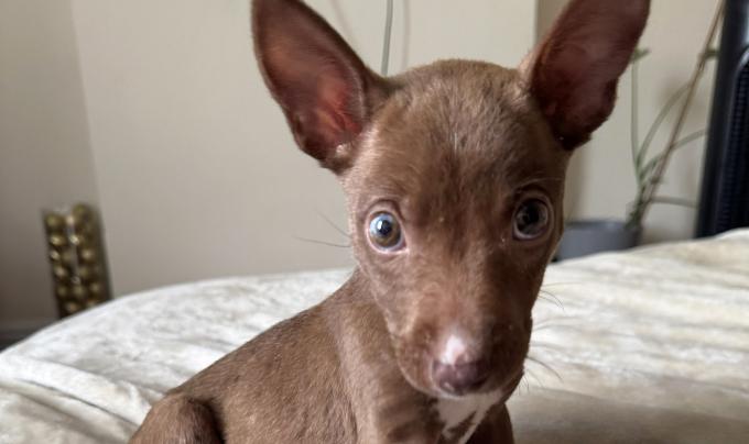 Max as a puppy