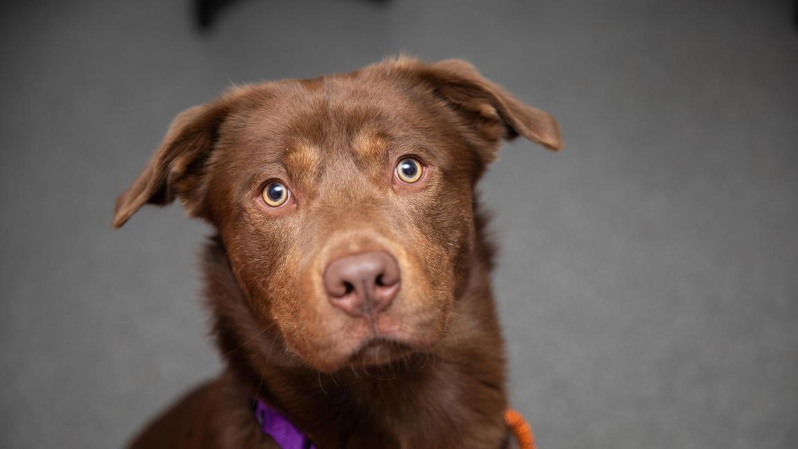 Brown dog wearing a purple collar looking up at the camera