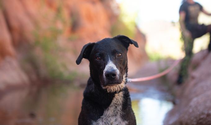 Melon the dog outside on a leash with a person beside water