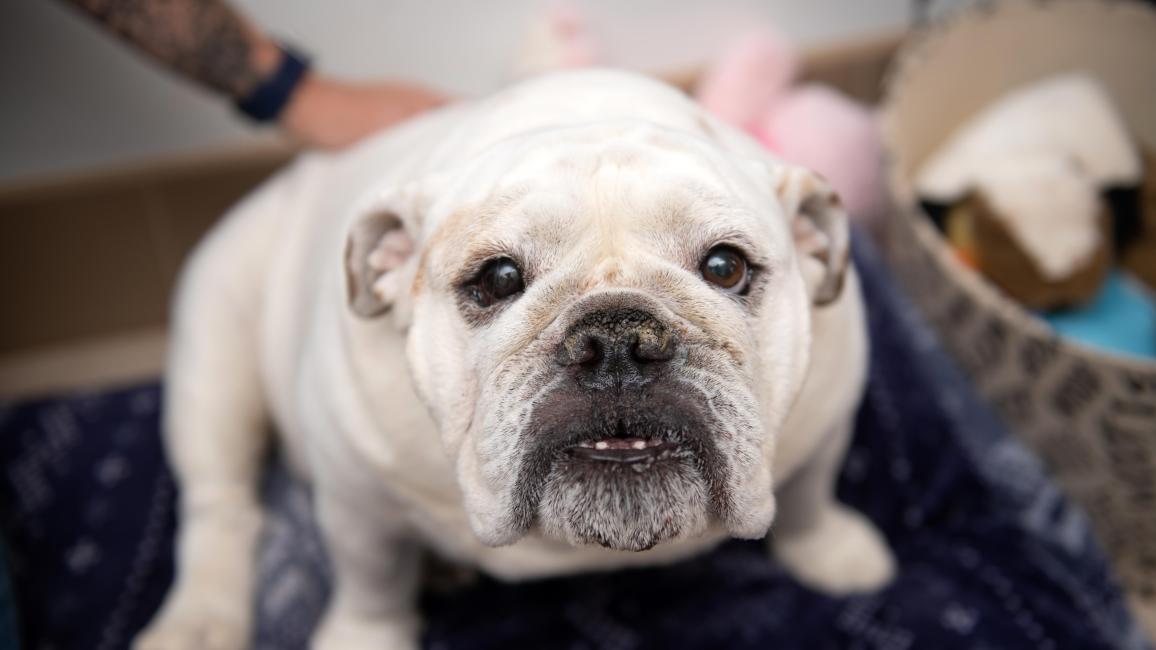 Nash the English bulldog with a person's arm behind him