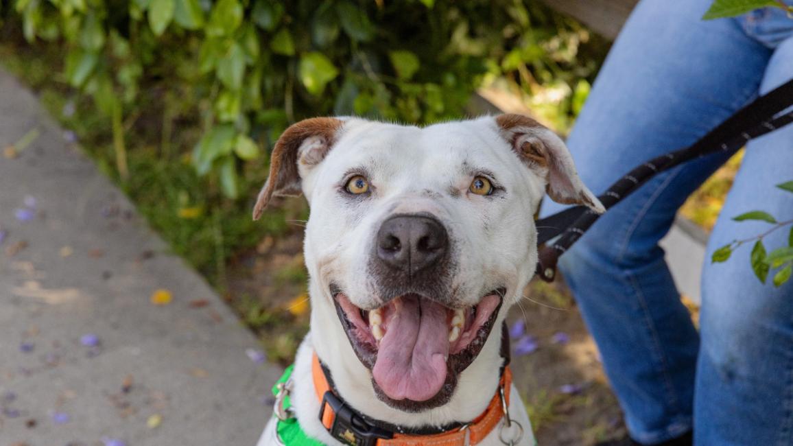 Smiling do outside on a walk with a person