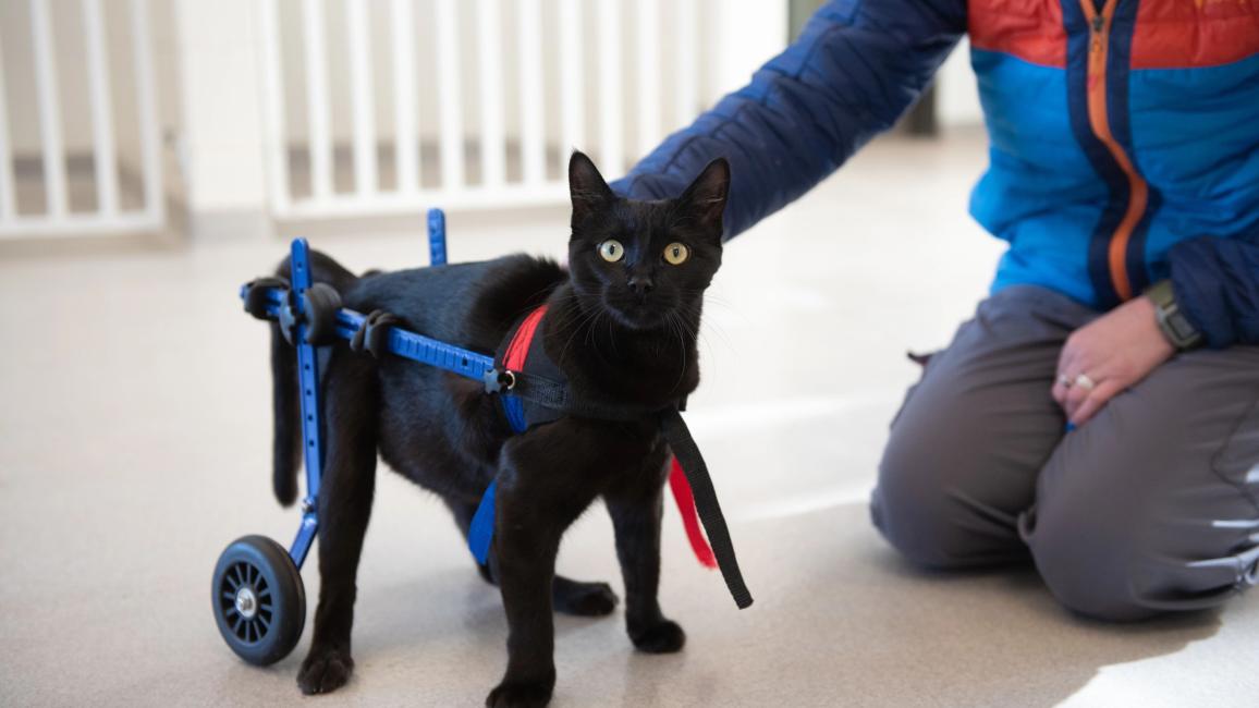 Miles the kitten in his cart