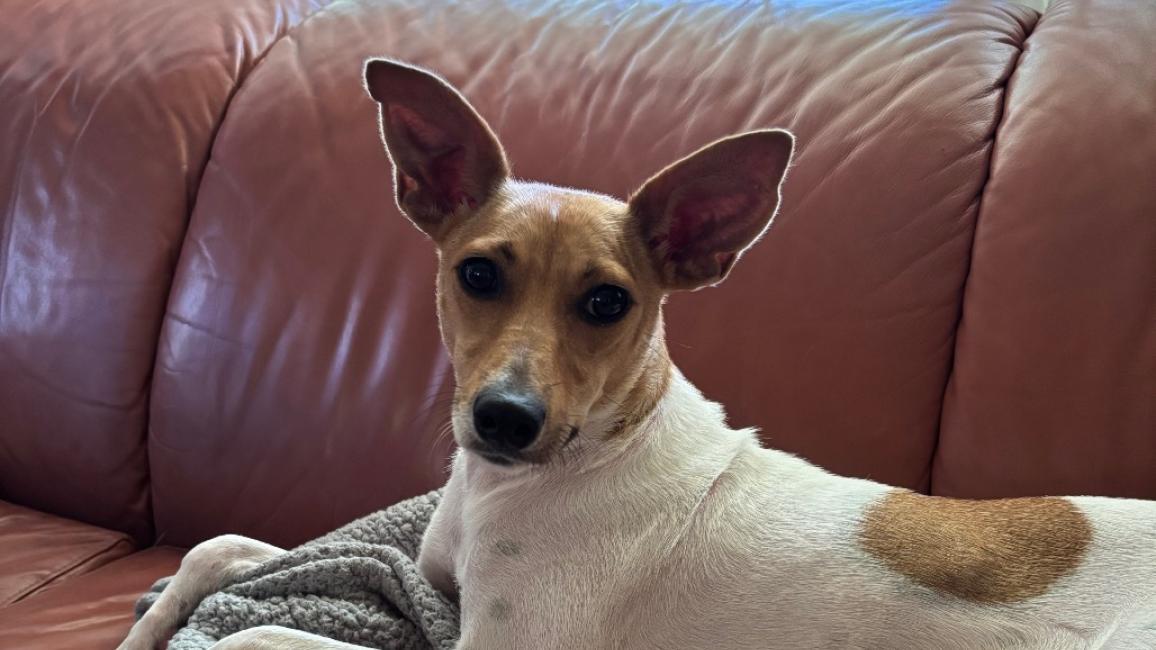 Millie the dog lying on a couch