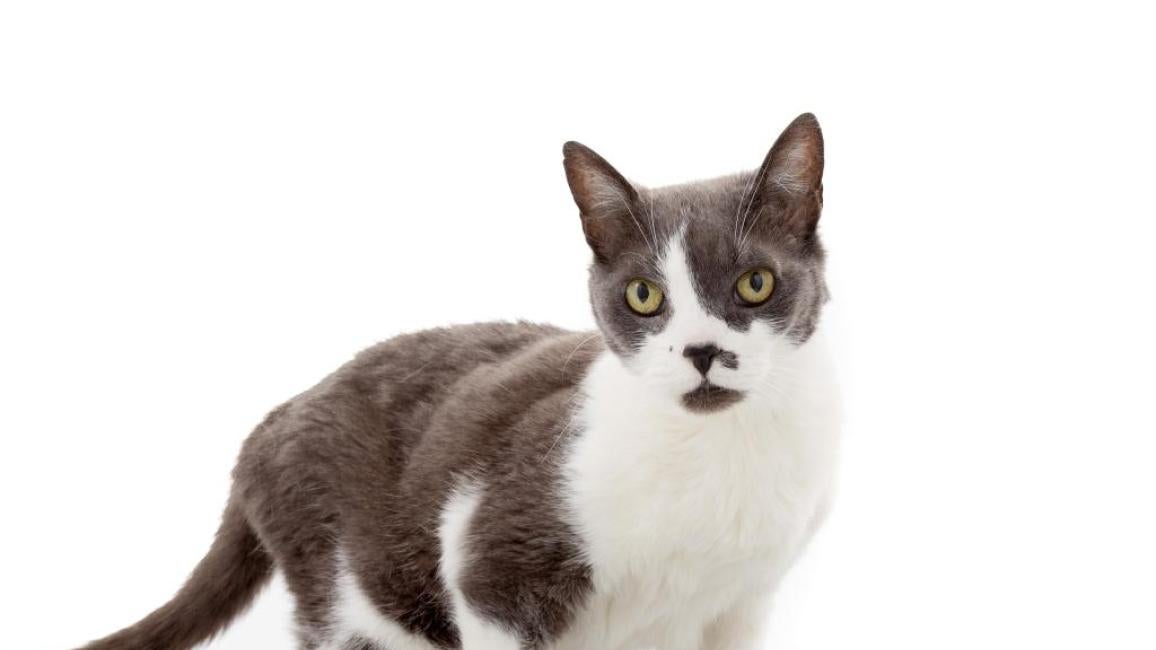 Misty the cat on a patterned cushion with white background