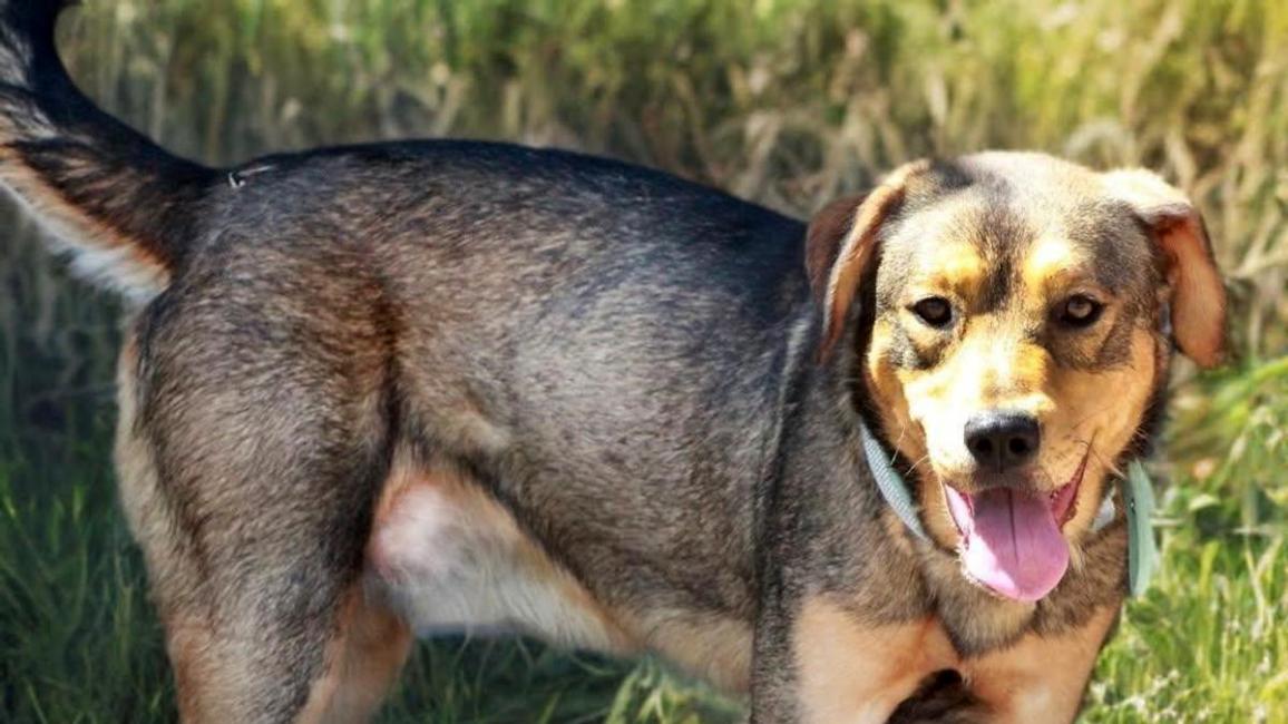 Jack the dog outside with tongue out