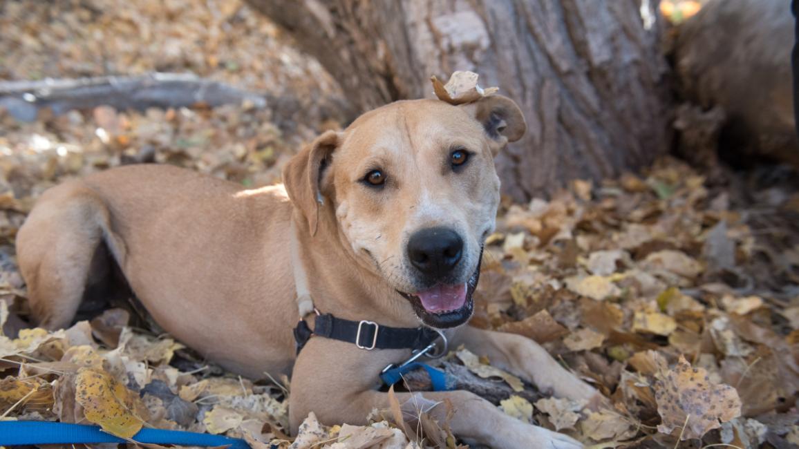 Brown Lab mix dog in a harness lying outside in fallen leaves