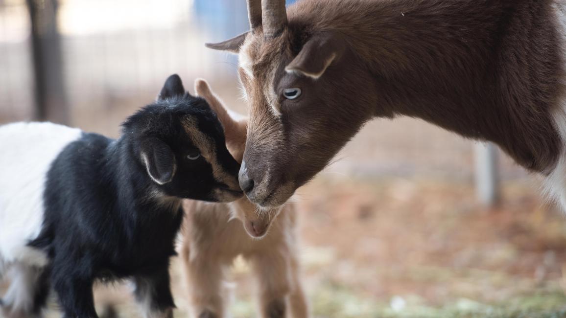 Fleury the goat nose to nose with two of her kids