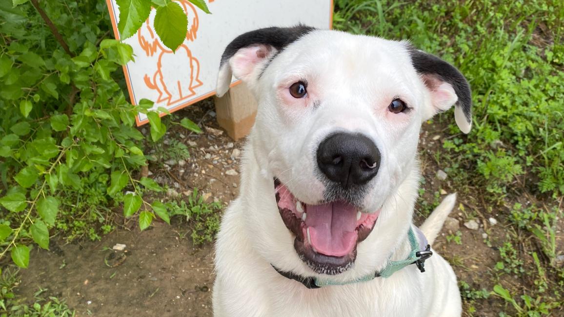 Mr. Darcy the dog outside beside a sign reading, 'Annabelle's Trail'