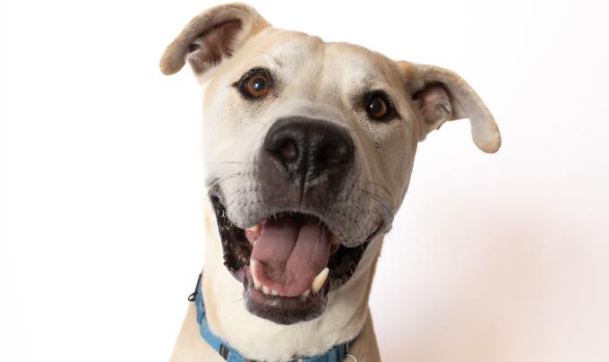 Mr. Bowser the dog smiling