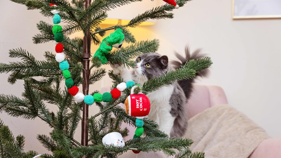 Gray and white cat looking intently at a Christmas tree