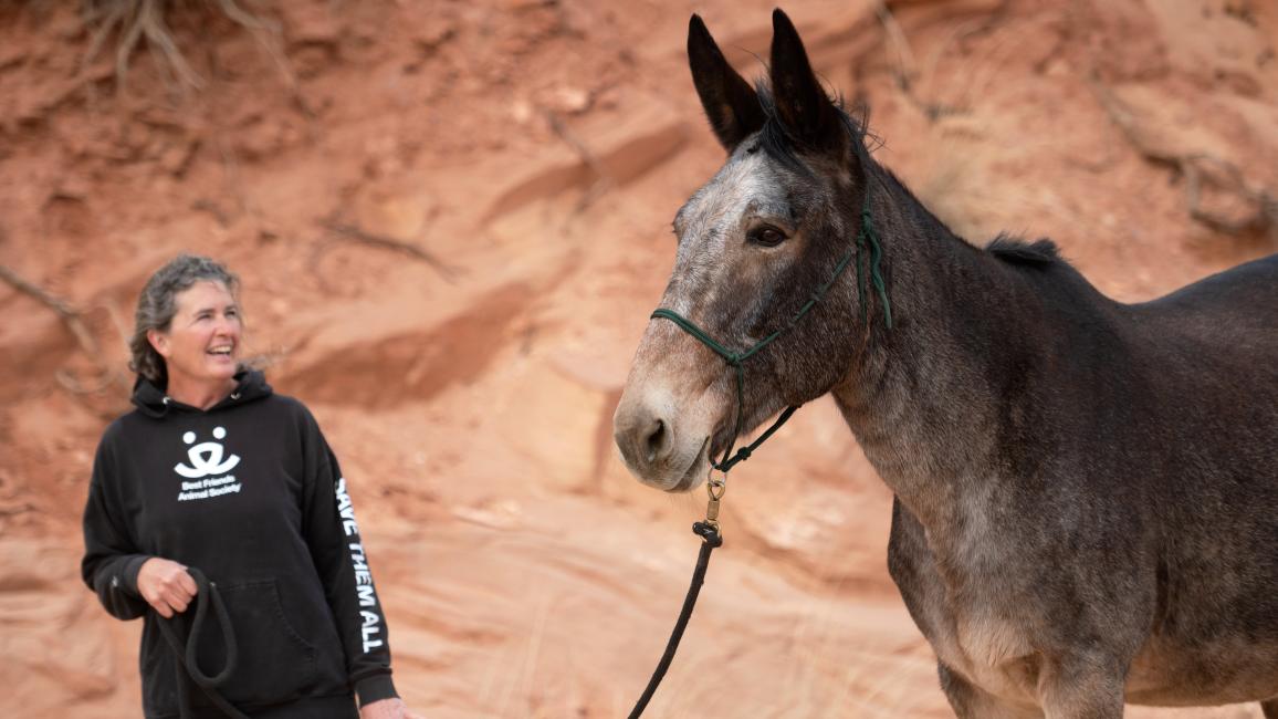 Person wearing Best Friends sweatshirt walking Willow the mule on a lead