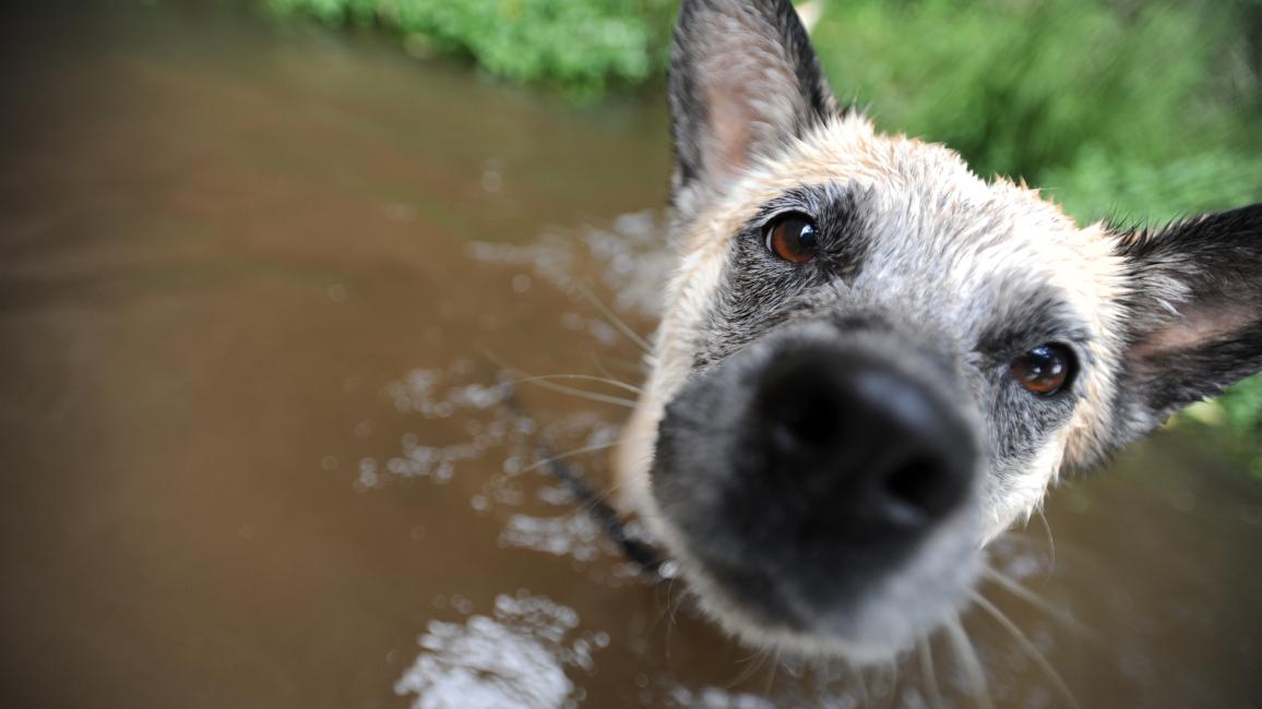 Raquel the dog's face while wading in some water