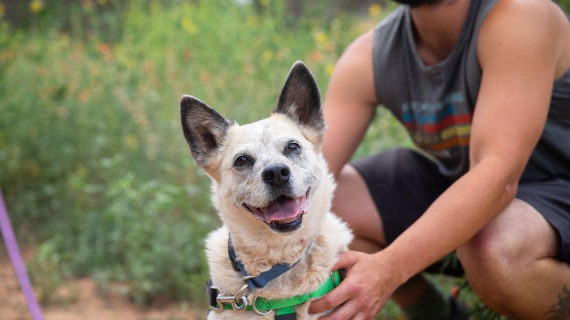 Person reaching out to touch a smiling red heeler type dog