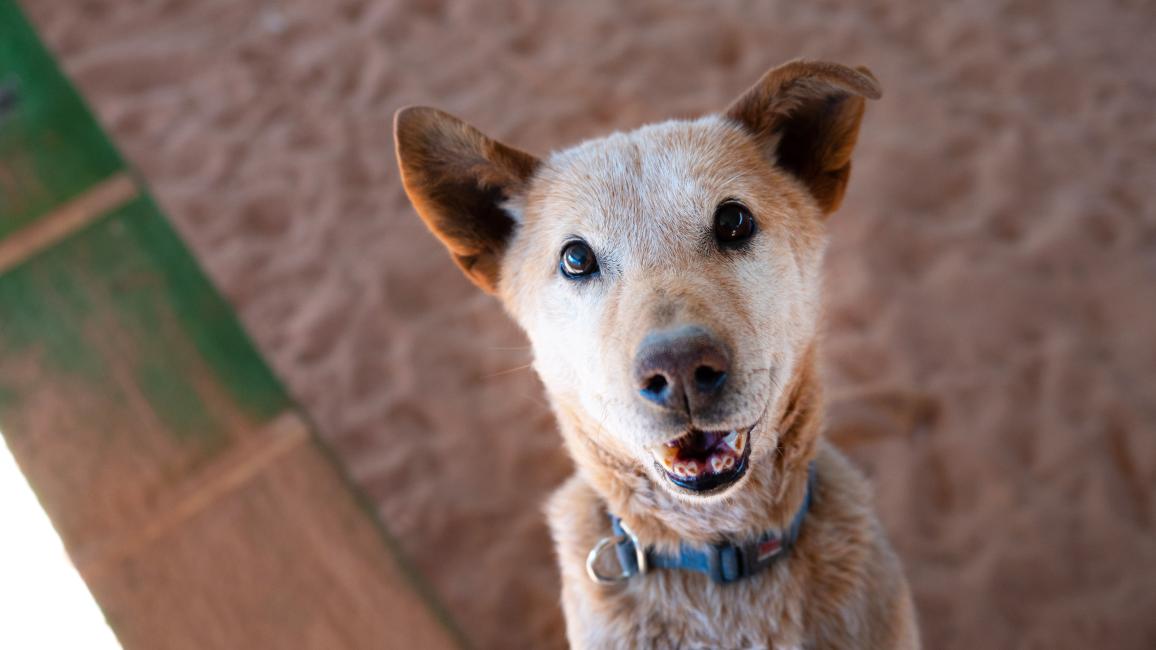 Smiling red heeler type dog wearing a collar