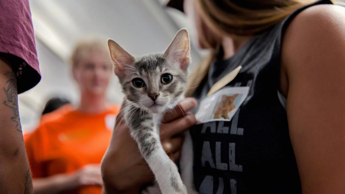 A kitten meets potential adopters at the 2017 NKLA Super Adoption