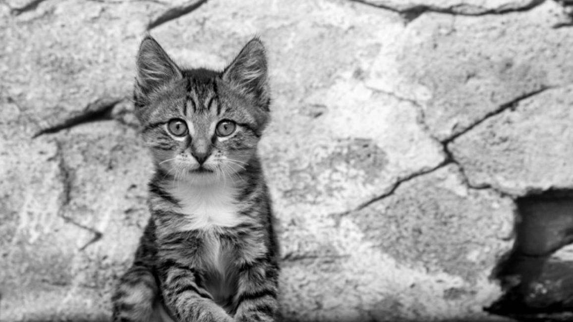 Selenium test image - create