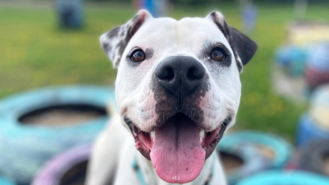 Smiling dog standing on some colored tires