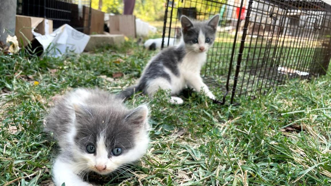 Group of a couple kittens outside by a live trap