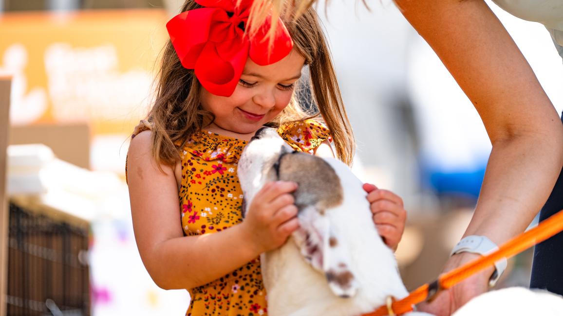 Happy child affectionately cradling a pit-bull-type dog's face