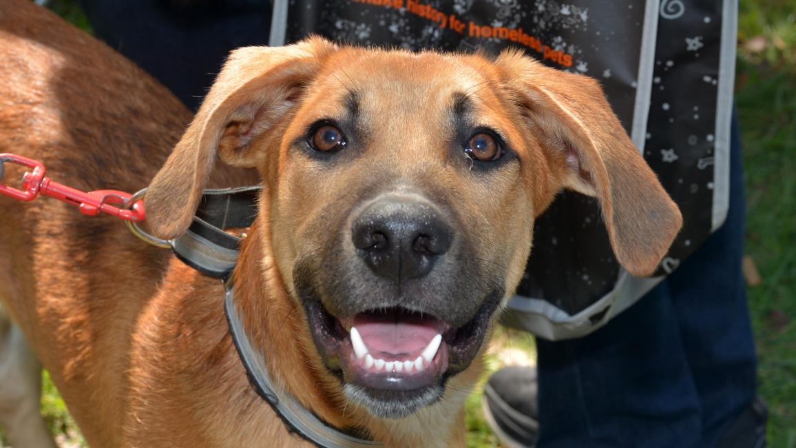 Brown dog outside on a leash with mouth open smiling