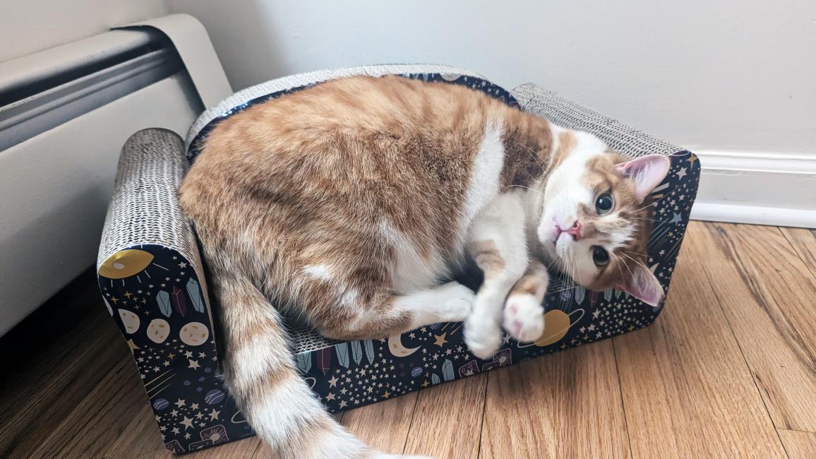 Goldilocks the cat lying on a cat scratcher