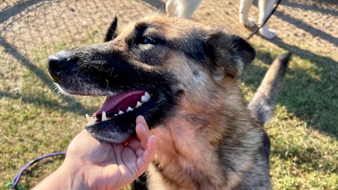 Person scratching Nala the dog's chin