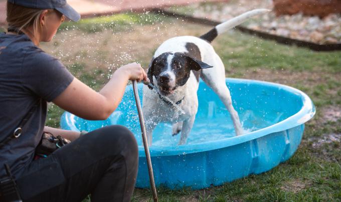 Boston the dog in a kiddie pool beside a person spraying hose water in