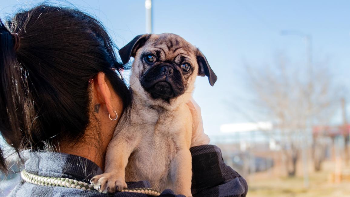 Person from Navajo Nation mobile clinic holding a pug dog over their shoulder