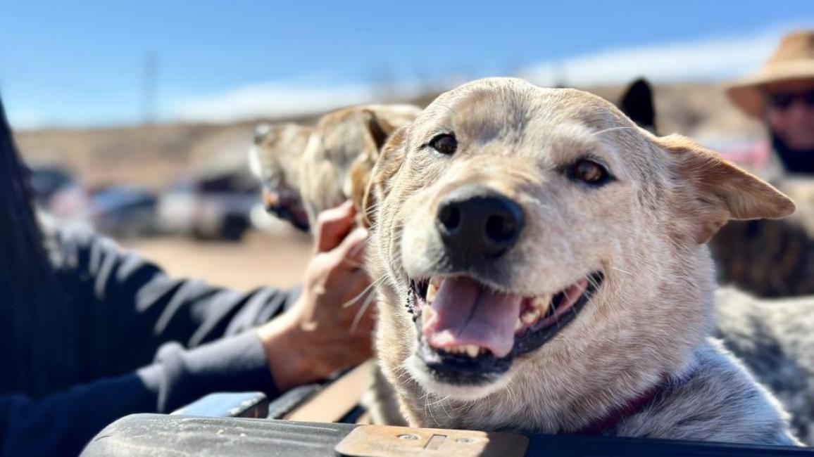 Person touching a smiling heeler-type dog in the back of a pick-up truck