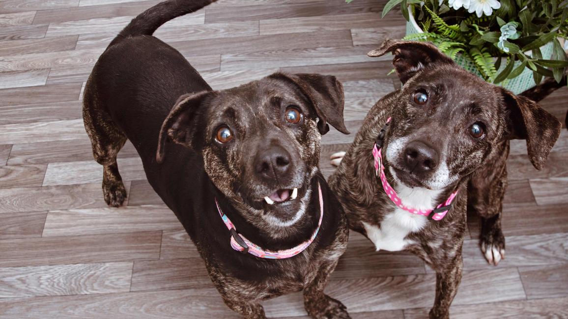 Two brindle dogs on a floor beside a plant