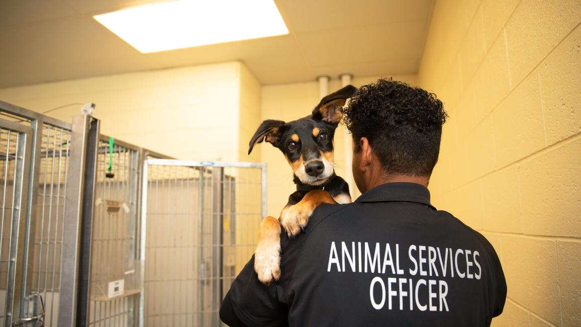 Person wearing an animal services officer shirt holding a small dog or puppy backwards over his shoulder in a kennel area