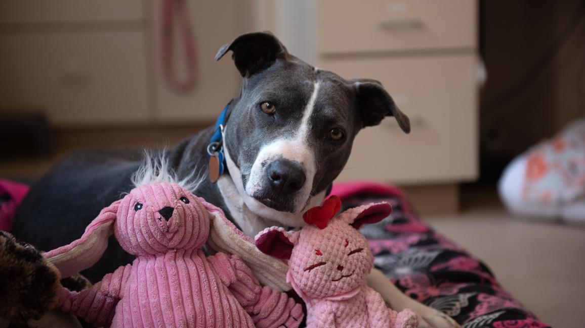 Ahoy the gray and white pit bull type dog surrounded by pink plush toys