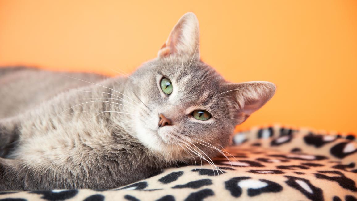 Gray tabby cat lying on a leopard print blanket in front of an orange wall