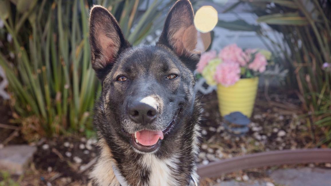 Nicky the dog outside in a garden
