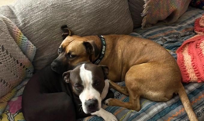 Nigel the dog snuggling with another dog on a couch