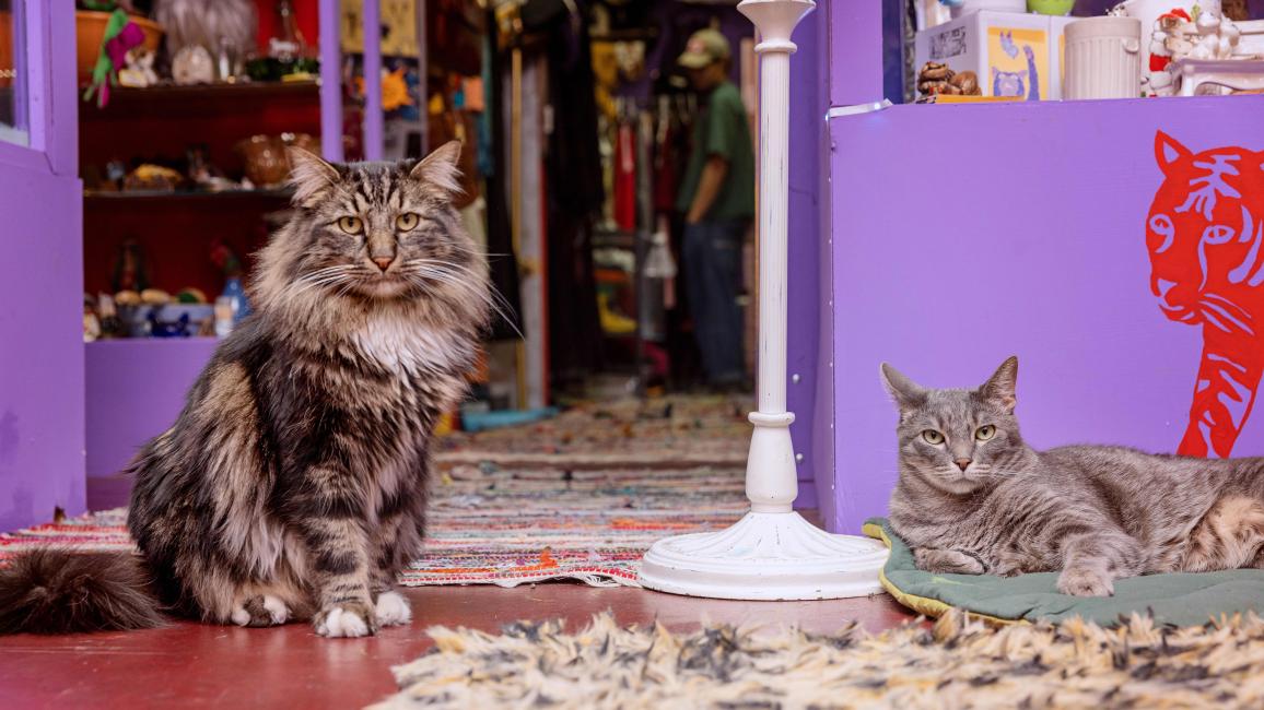 Franklin and Nigel the cats lying down on the ground close to each other in their shop
