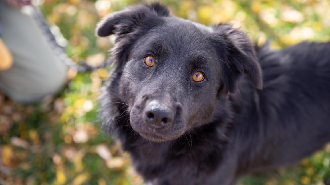 Black dog outside on leaf-covered grass