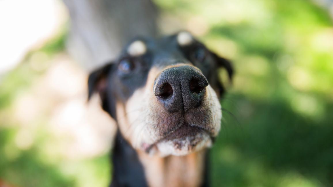 Close-up of the nose of a dog