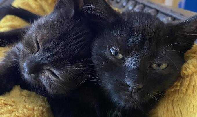 Gigi and Nosh the kittens snuggling together
