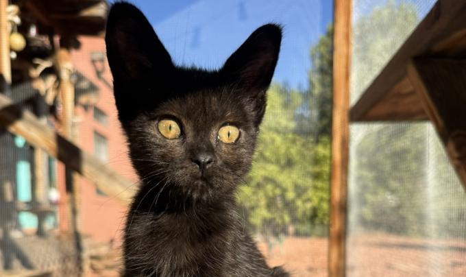 Nosh the kitten outside on a catio