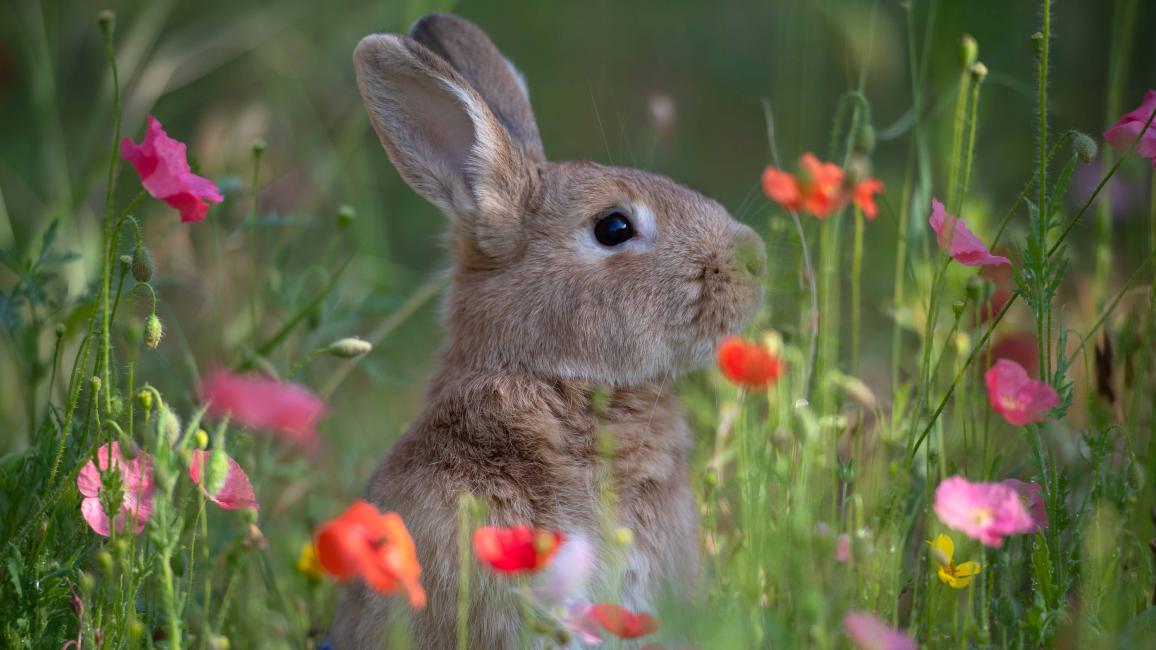 Notorious B.U.N. the rabbit outside in flowers