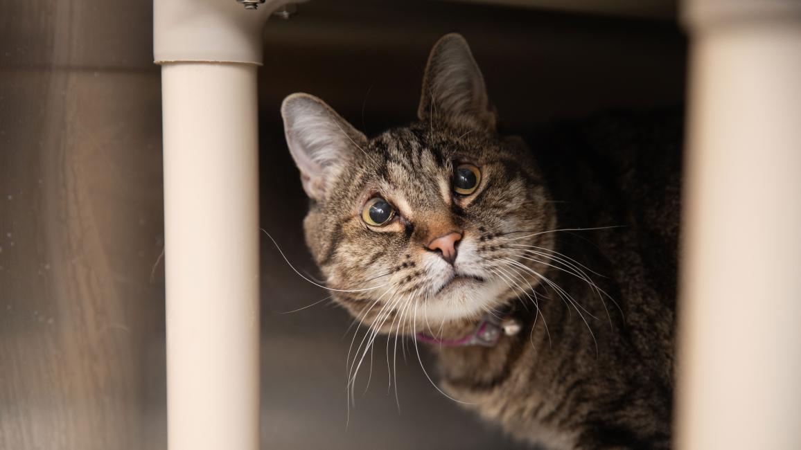 Nymph the cat in a kennel