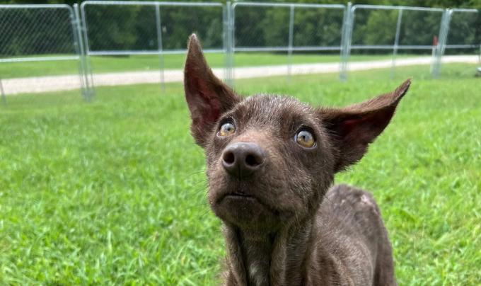 Jeremiah the puppy outside in the grass