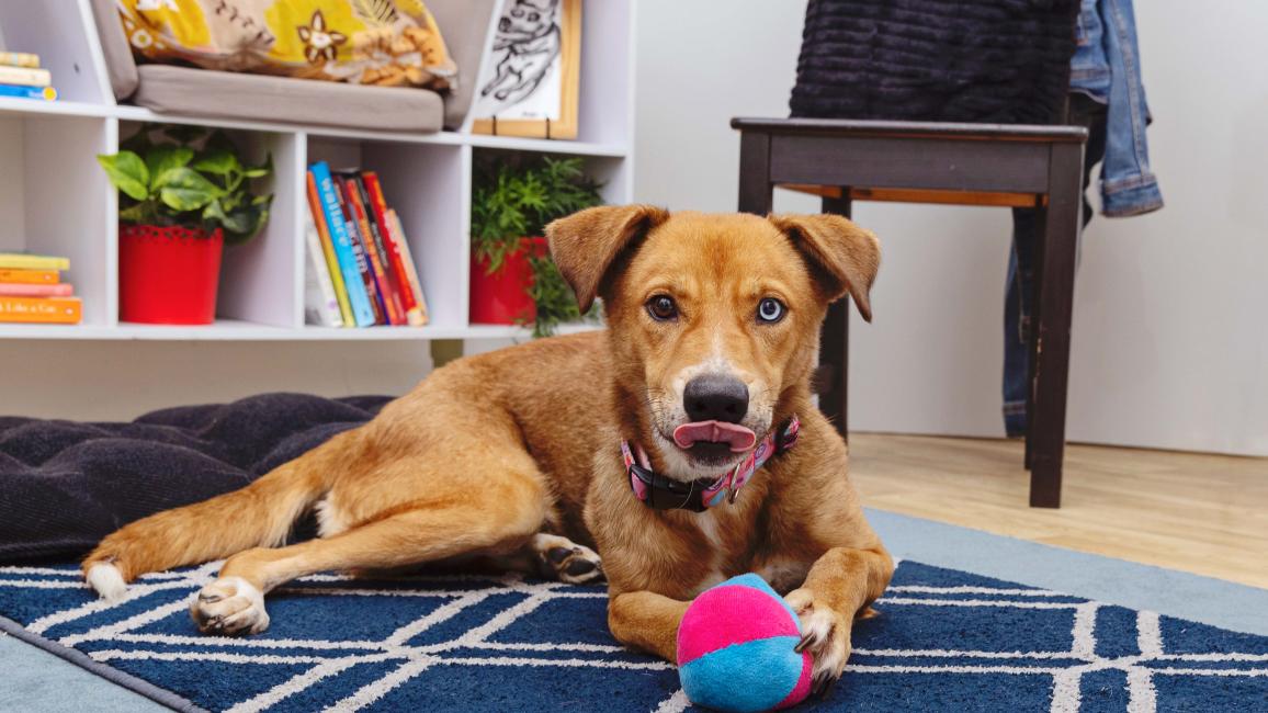 Dog with two different colored eyes and licking his lips in a home environment holding a toy ball
