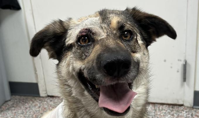 Oakley the dog with mouth wide in a smile