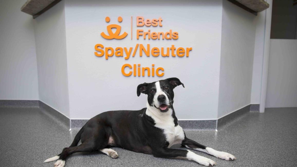 An additional Utah spay/neuter clinic moves the state toward no-kill.
