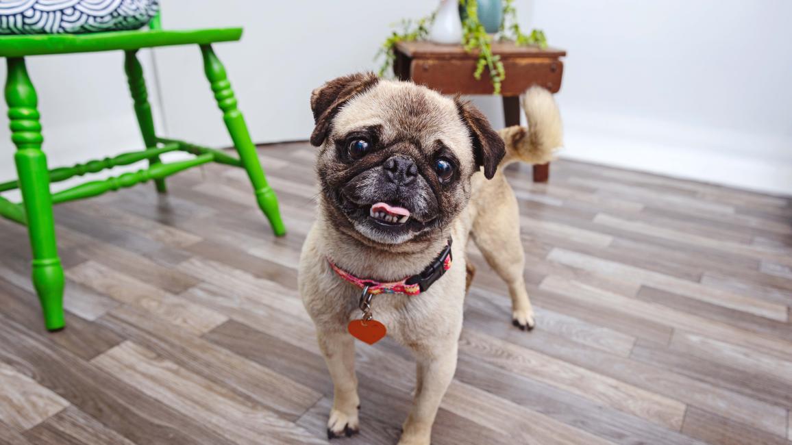 Pug in a home environment
