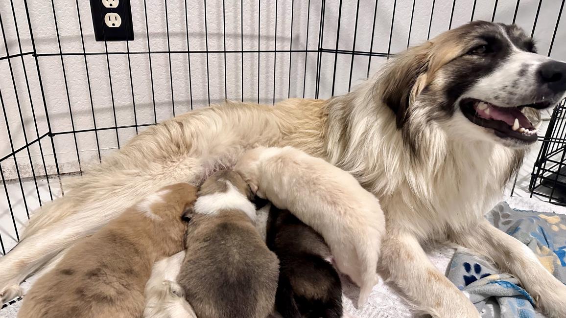 Te Fiti the mama dog lying down nursing her puppies