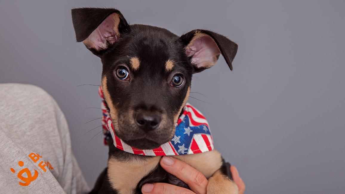 Puppy wearing a red, white and blue bandanna being held by a person